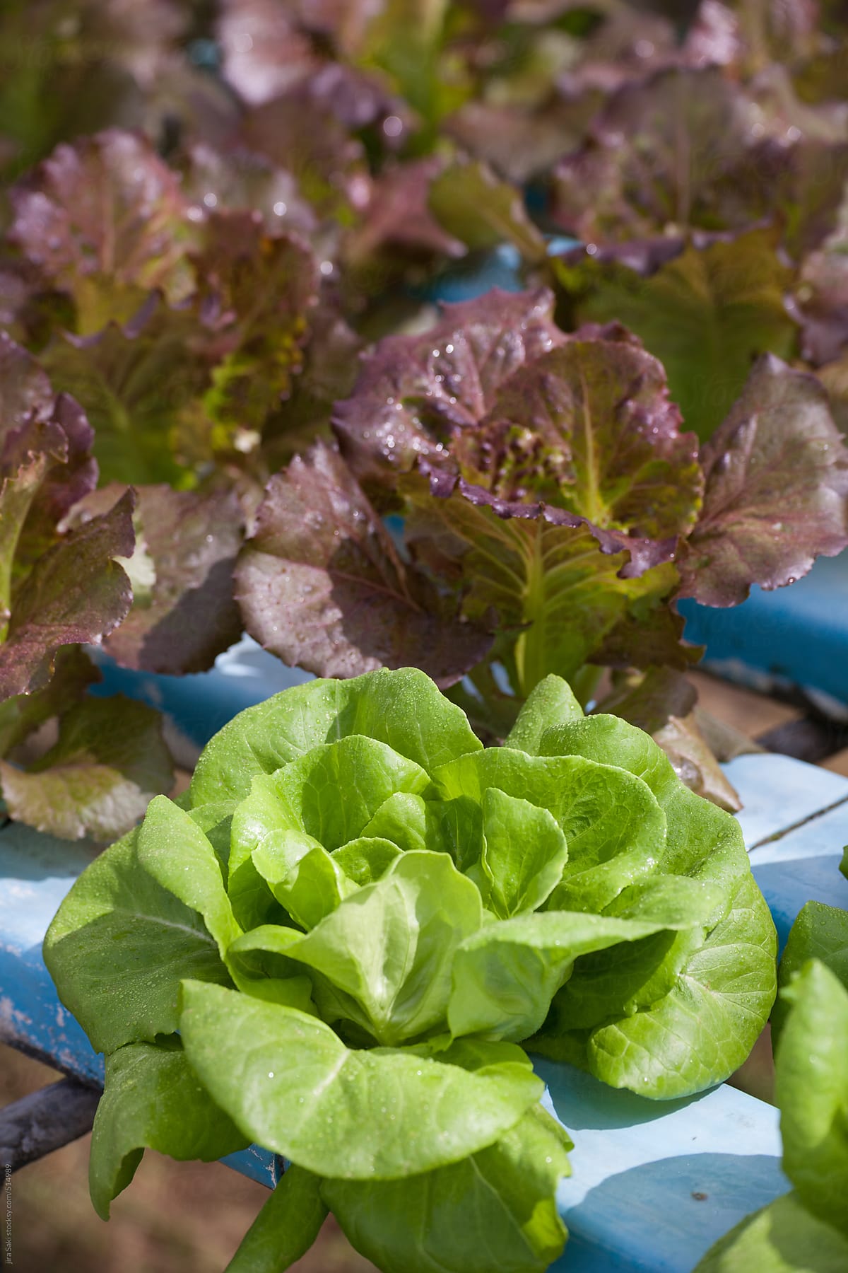 hydroponics vegetable salad