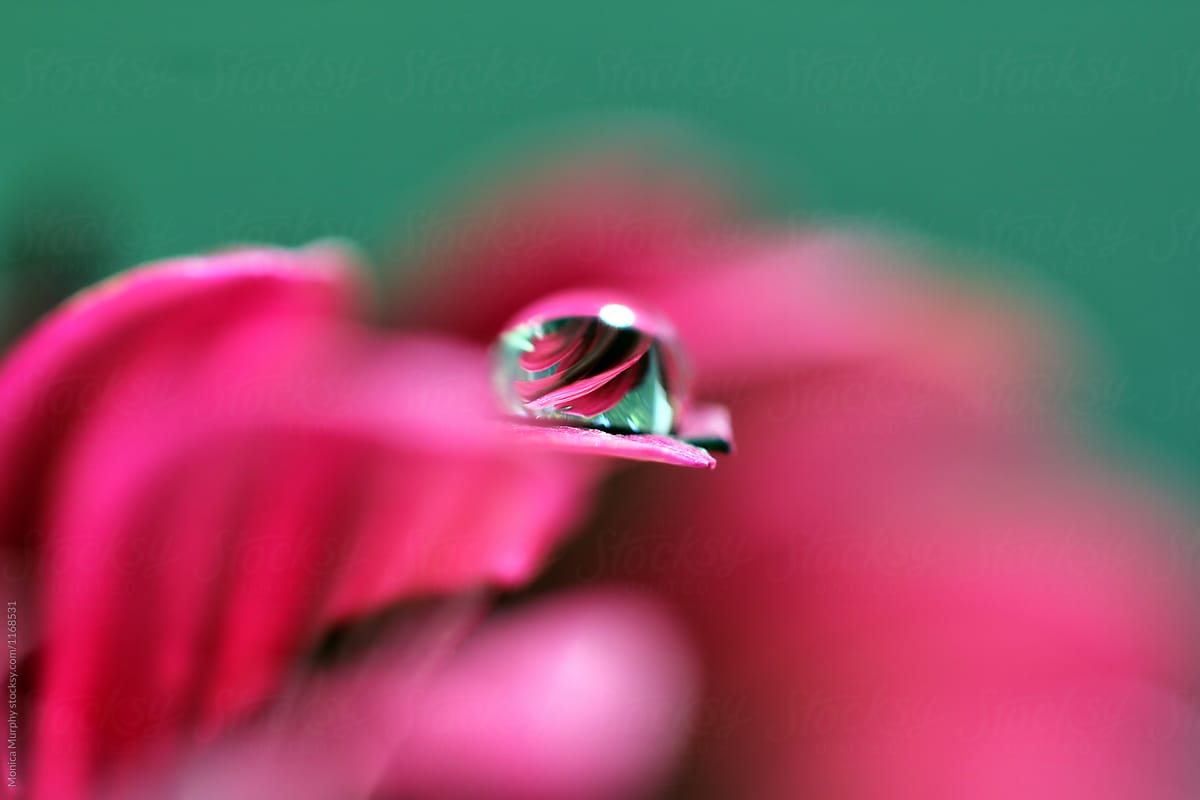 Water drop on a flower petal