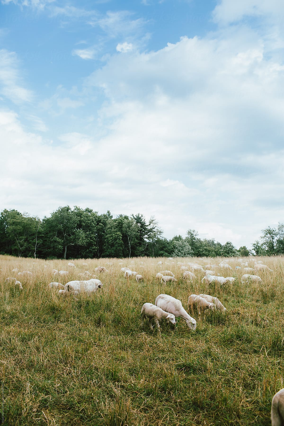 Sheep Grazing in a Pasture