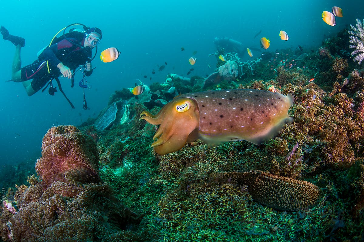 scuba diving with cuttlefish