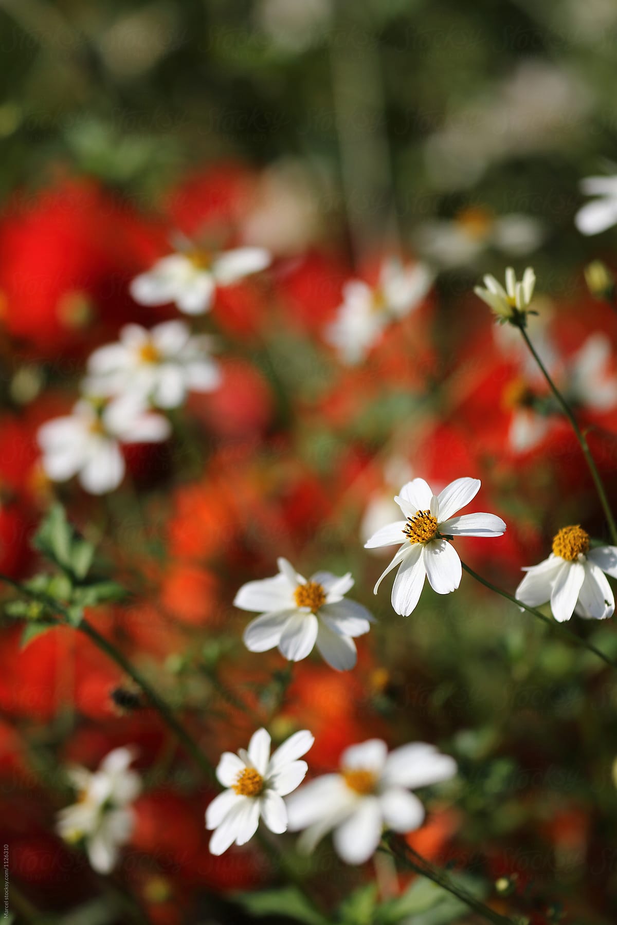 White daisy in colorful border