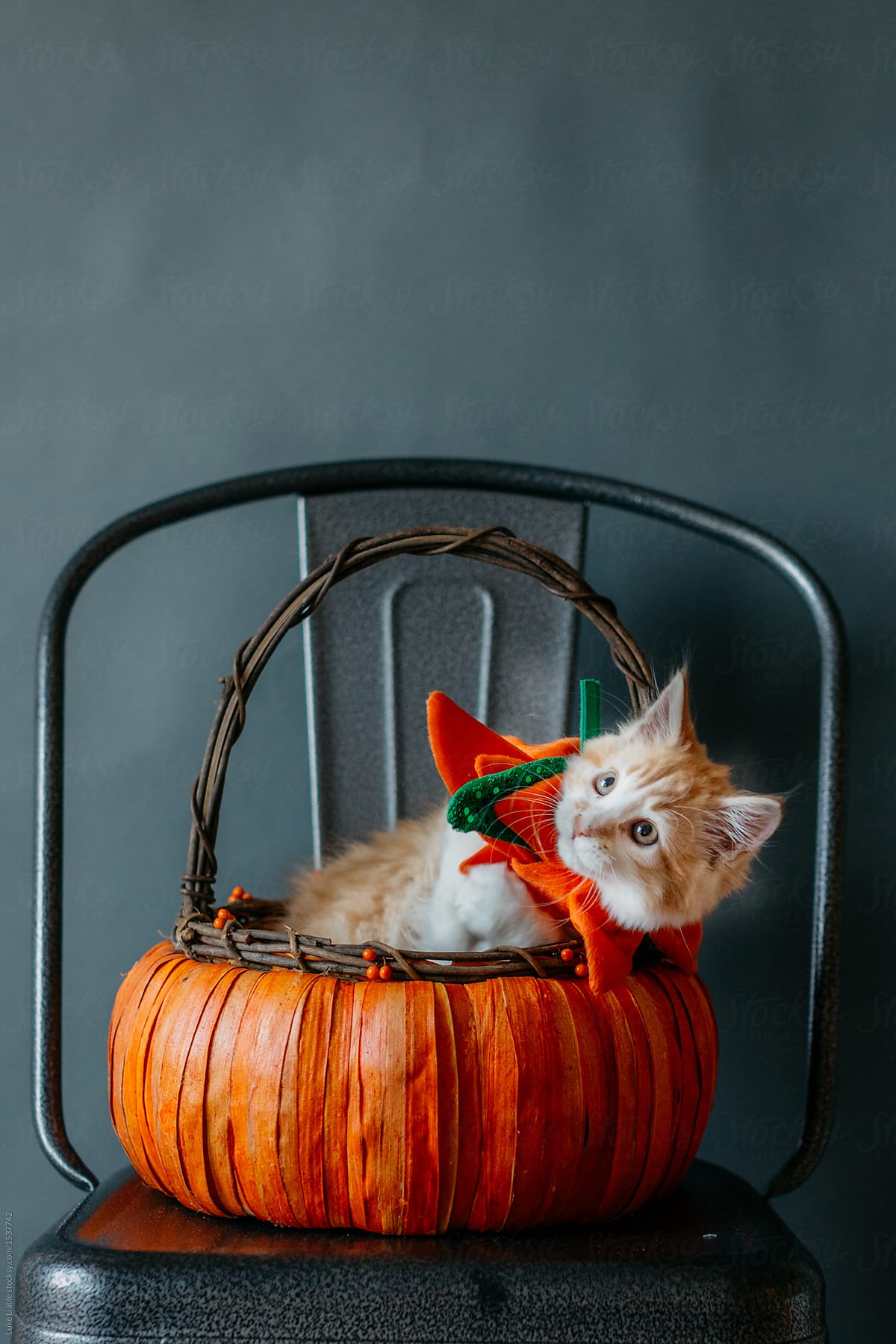 Thanksgiving Kitten in a pumpkin