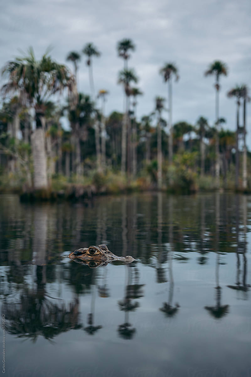 Caiman in Nature