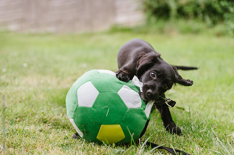 Cute puppy tackles a soccer ball