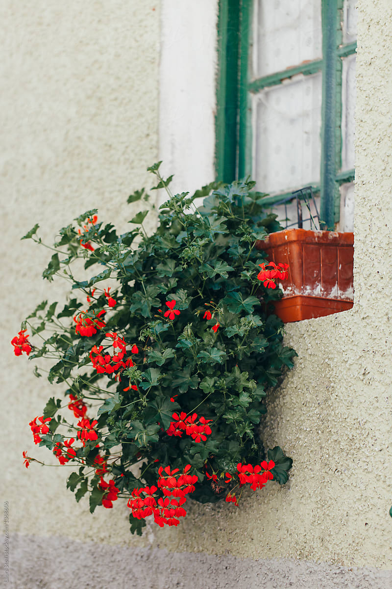 flowers pot hanging out of window in italian village steet