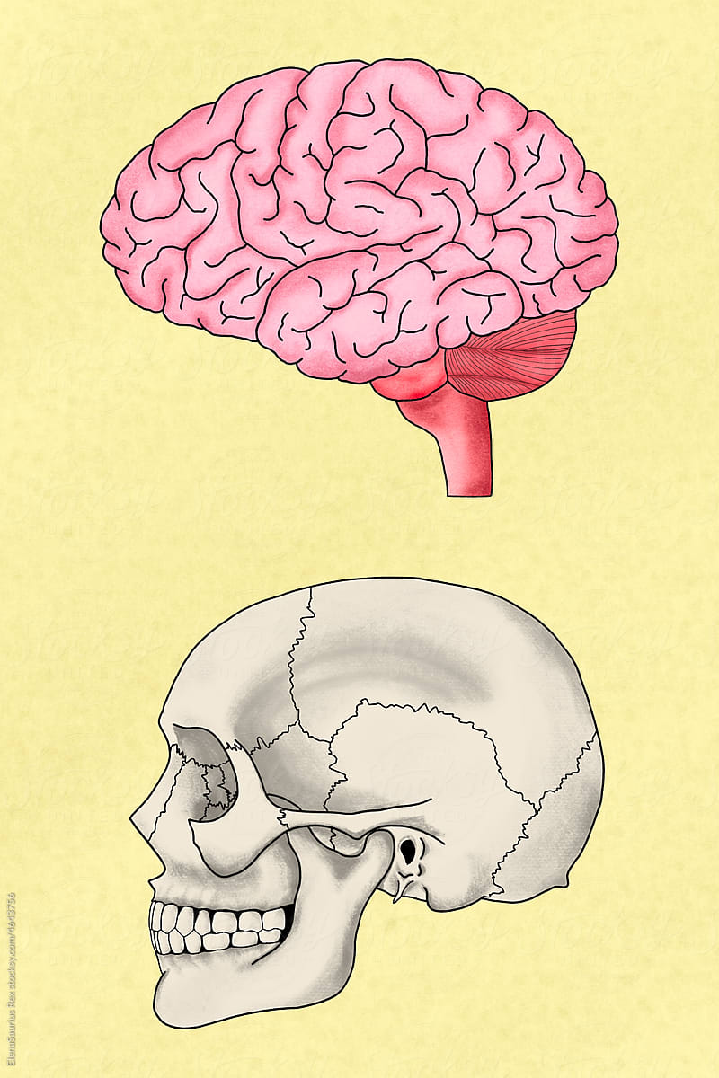 Human brain and human skull illustration