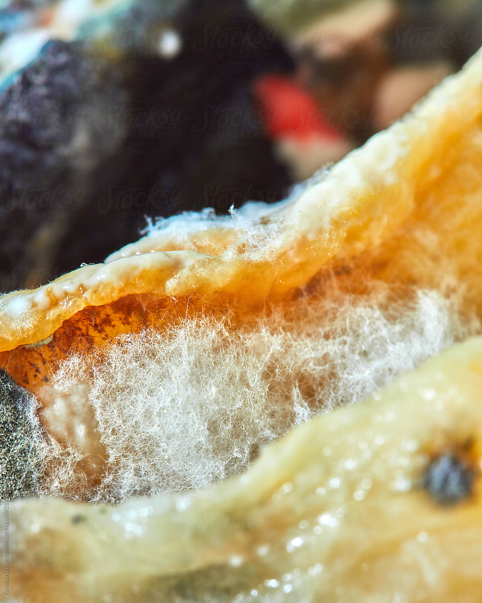 Macro view of natural mold fungus on the old fruit slices. Old, rotting fruit background.