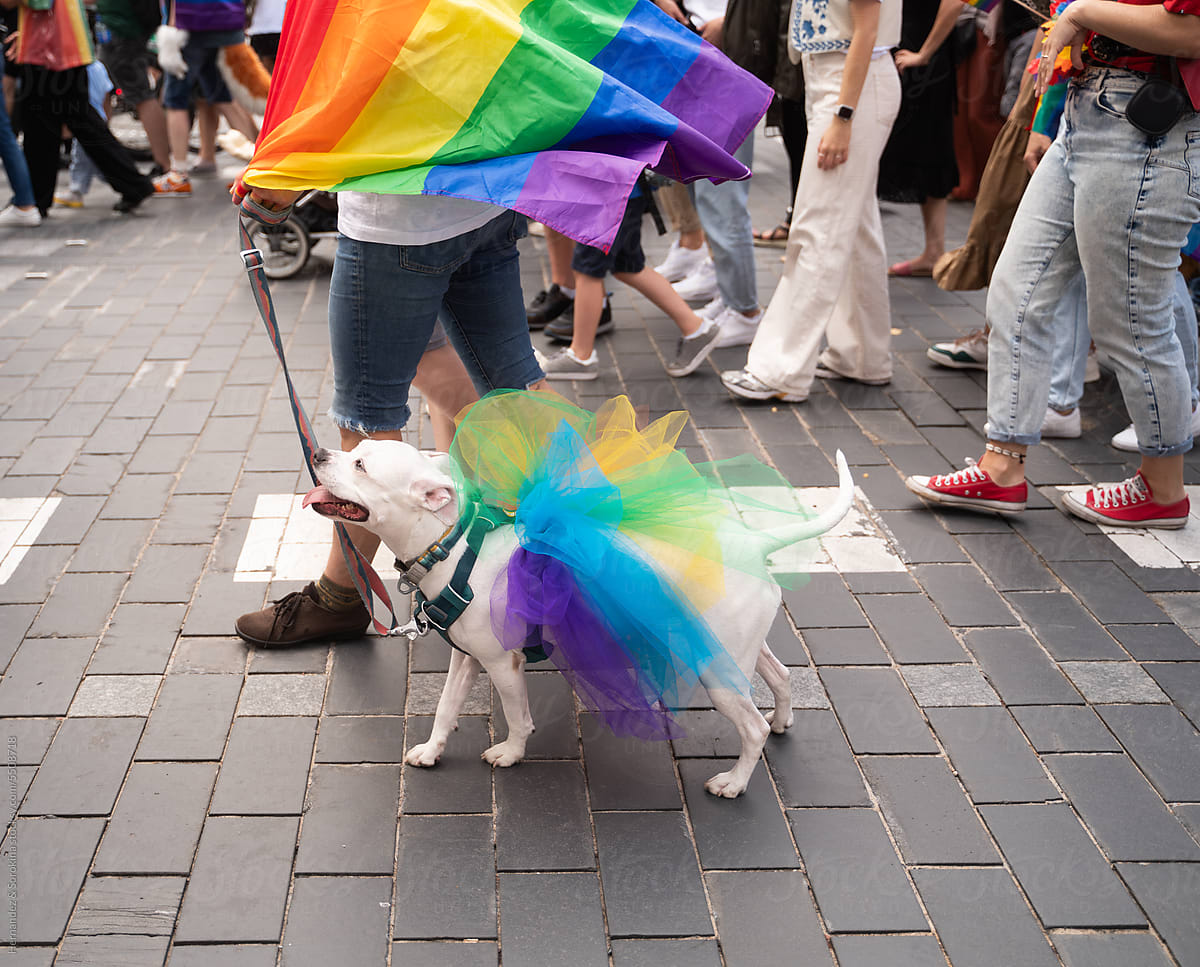 Anonymous Person With Dog Covered With Pride Flag