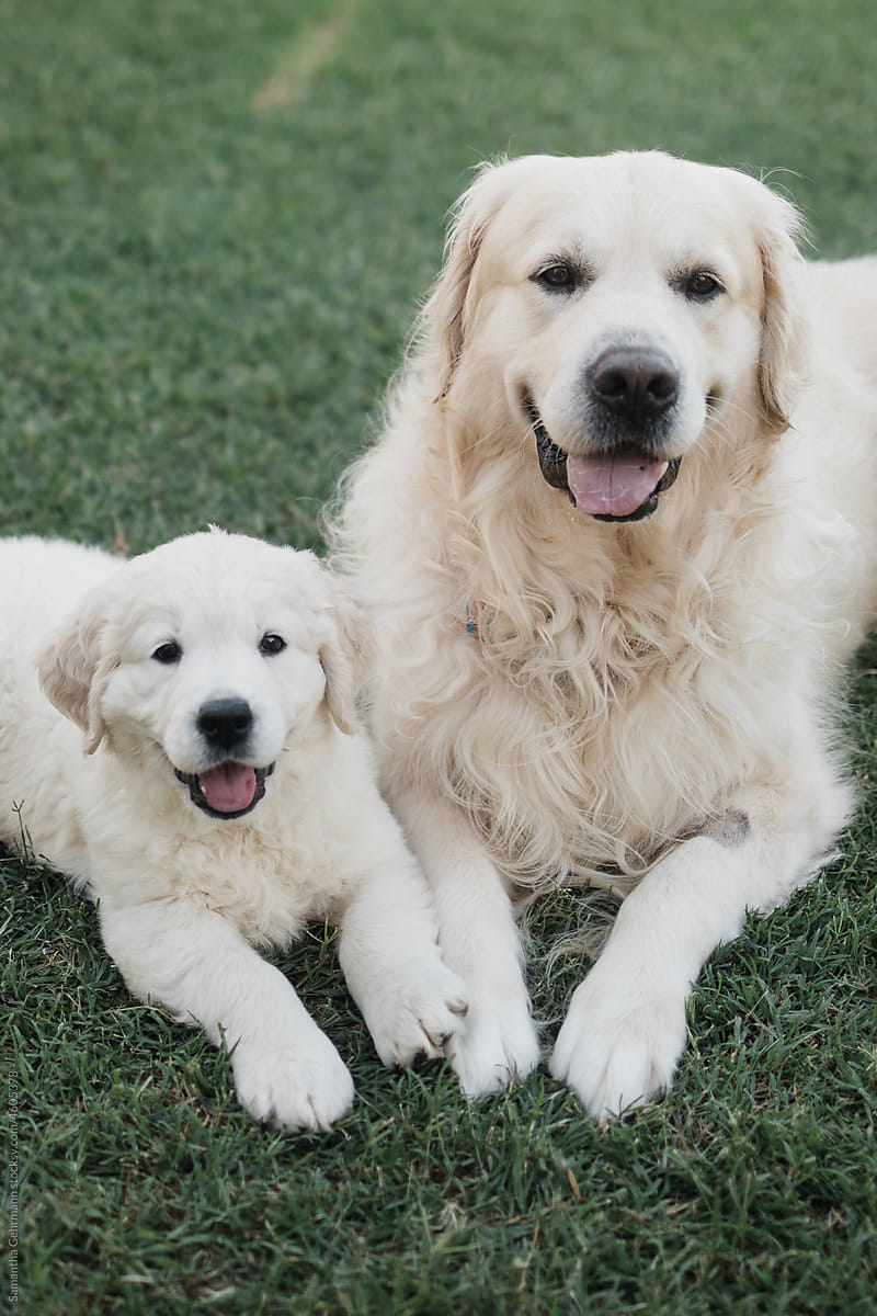 golden retriever puppy and adult