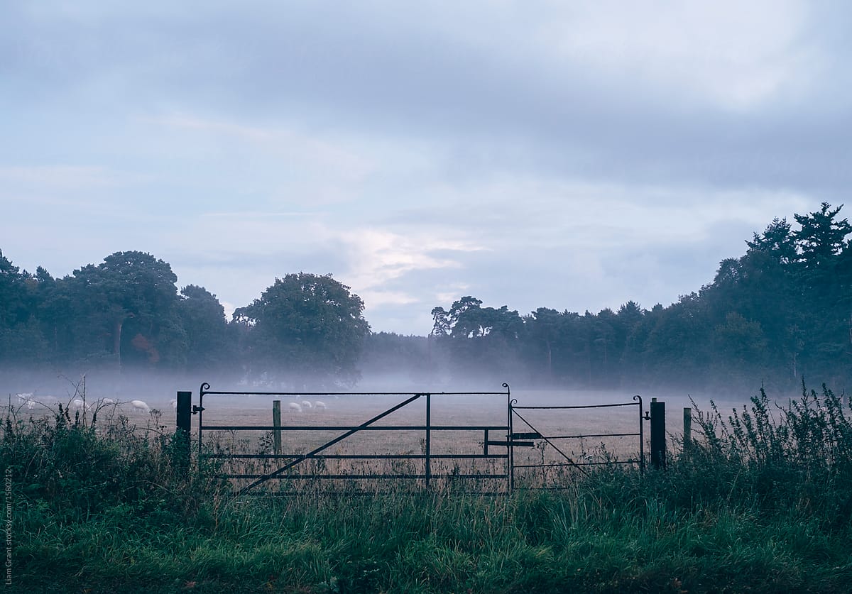 Field gate, grazing sheep and rising fog at dusk. Norfolk, UK.