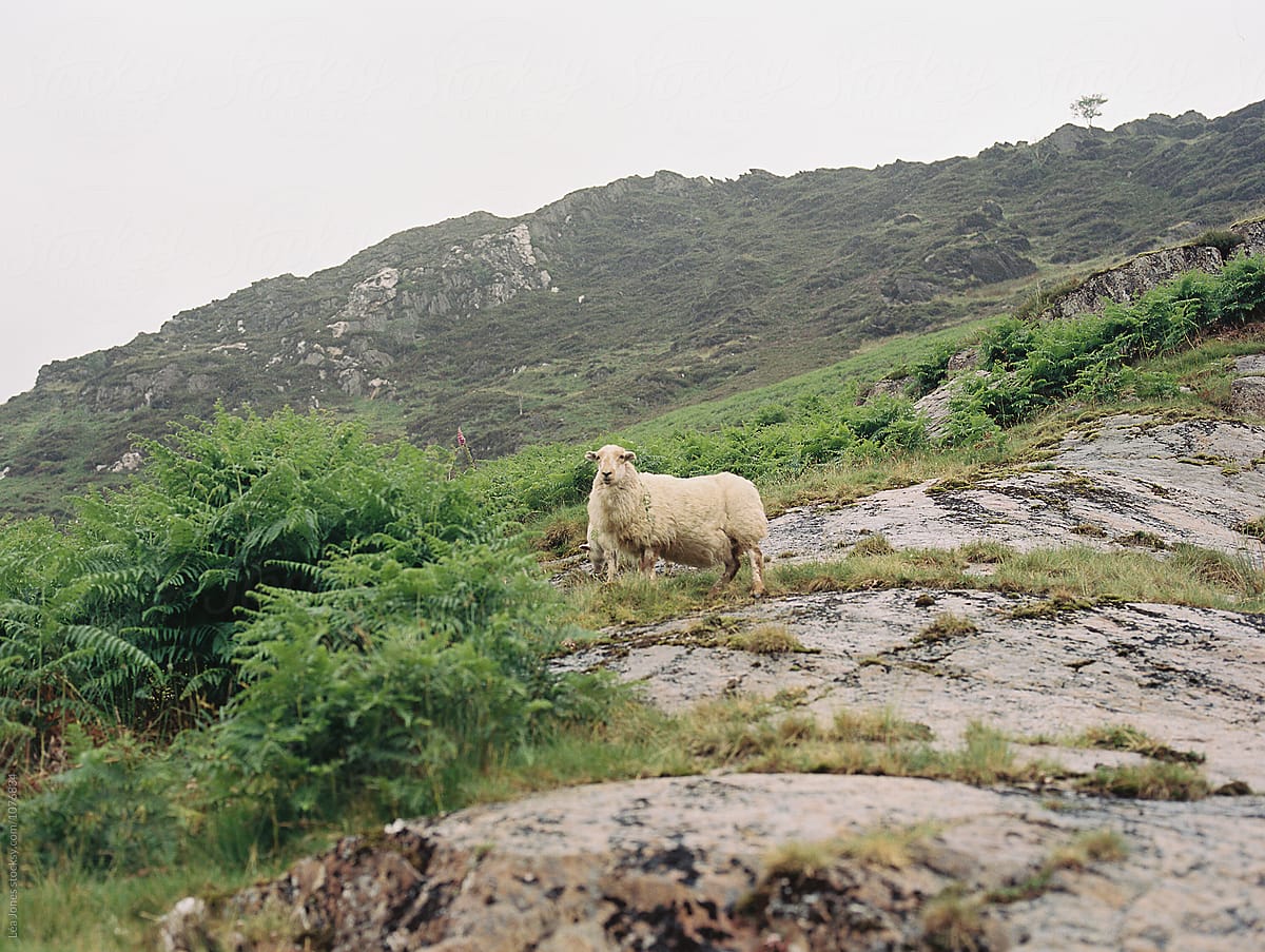 mountain sheep