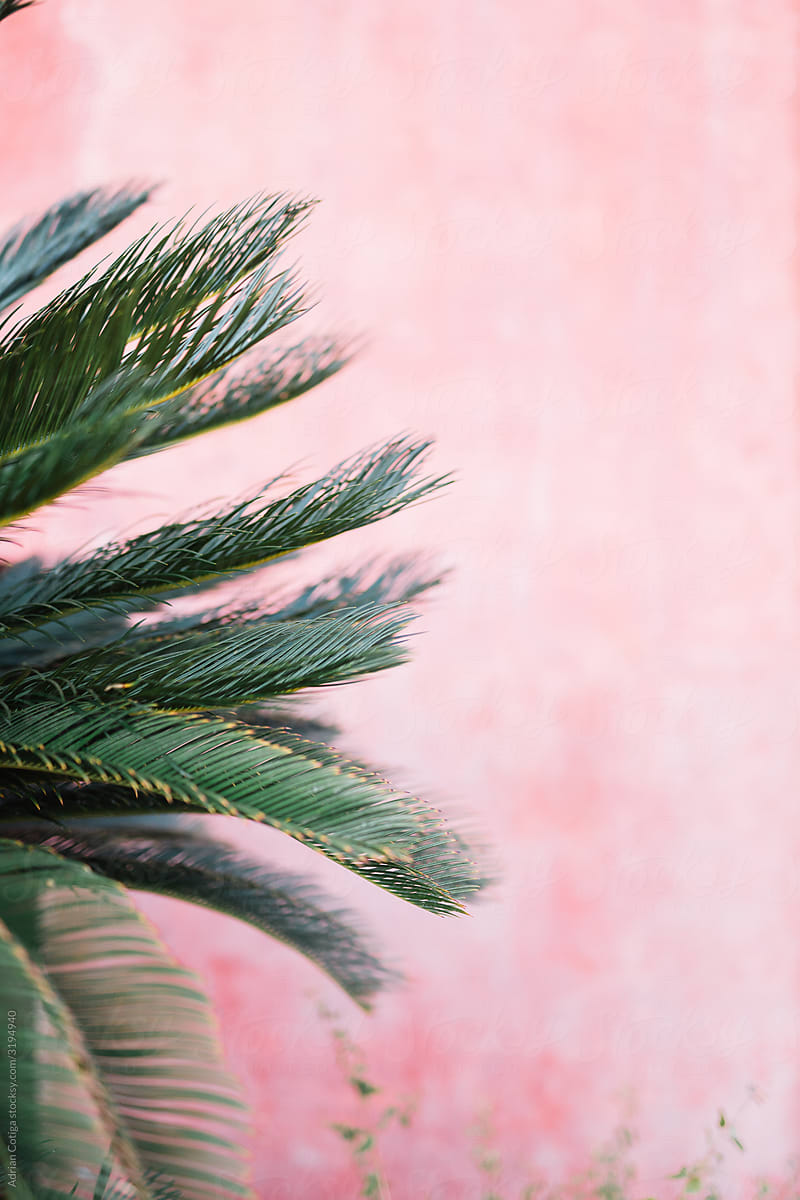 Palm tree against pink building wall