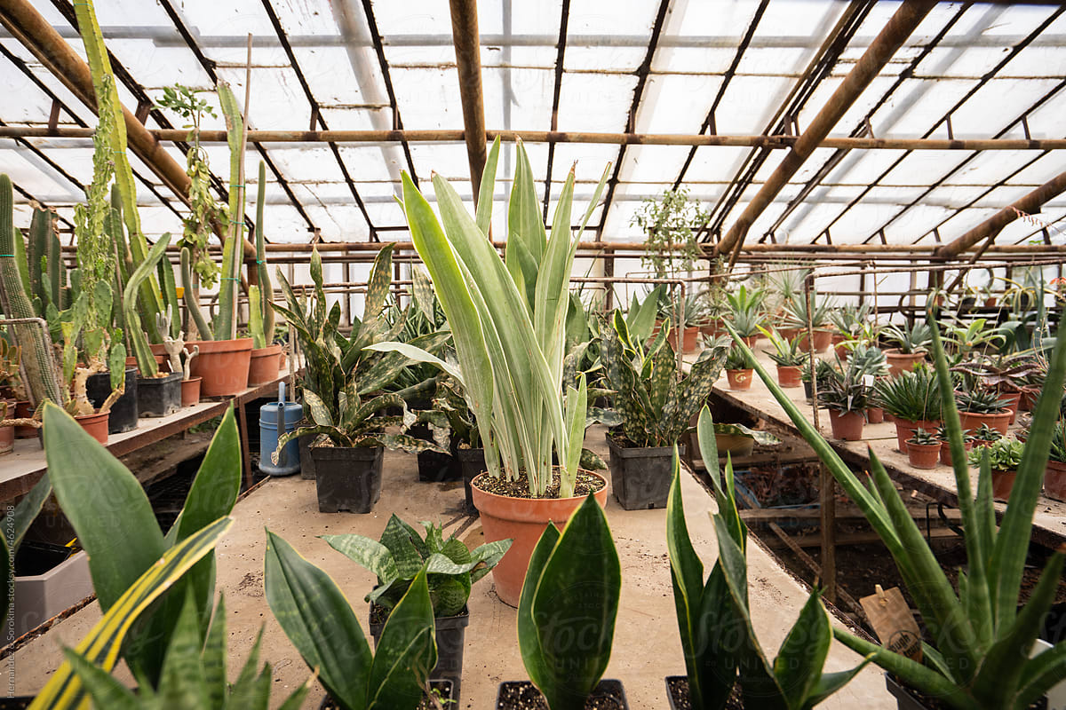 Plants At Hothouse