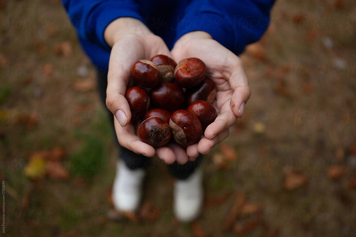 Collected Conkers