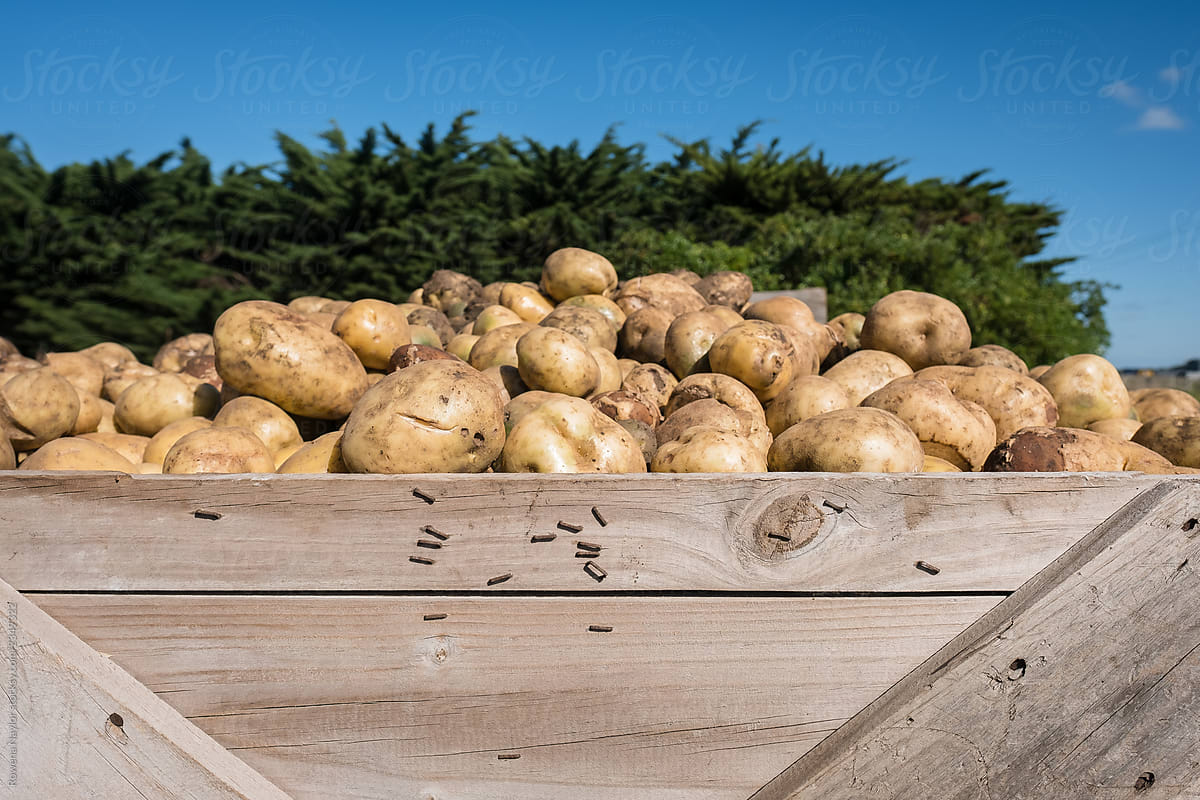 Potato crop in transport boxes