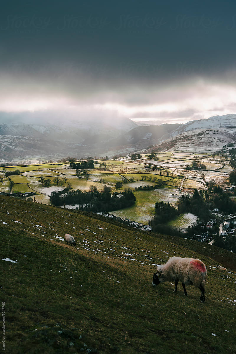 Sheep grazing in winter on Latrigg
