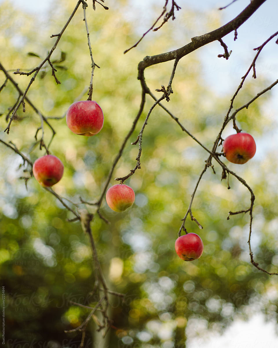 Tree with apples growing