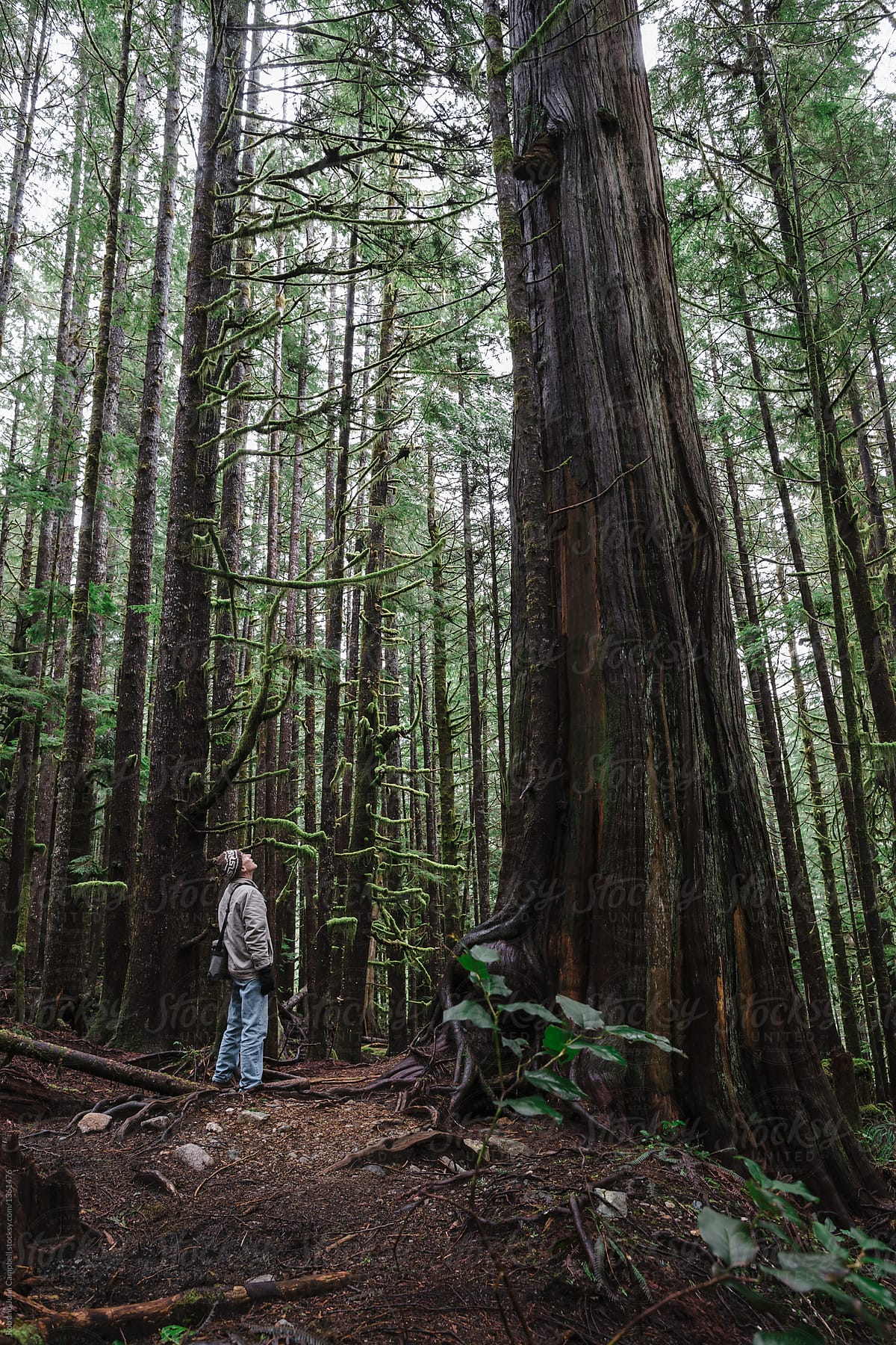 Mature man exploring old growth forest