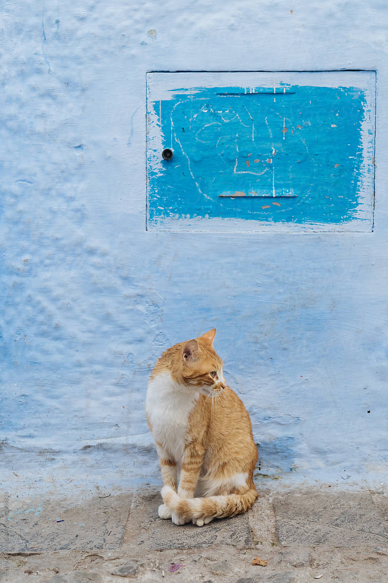 Graceful red cat sitting by blue wall