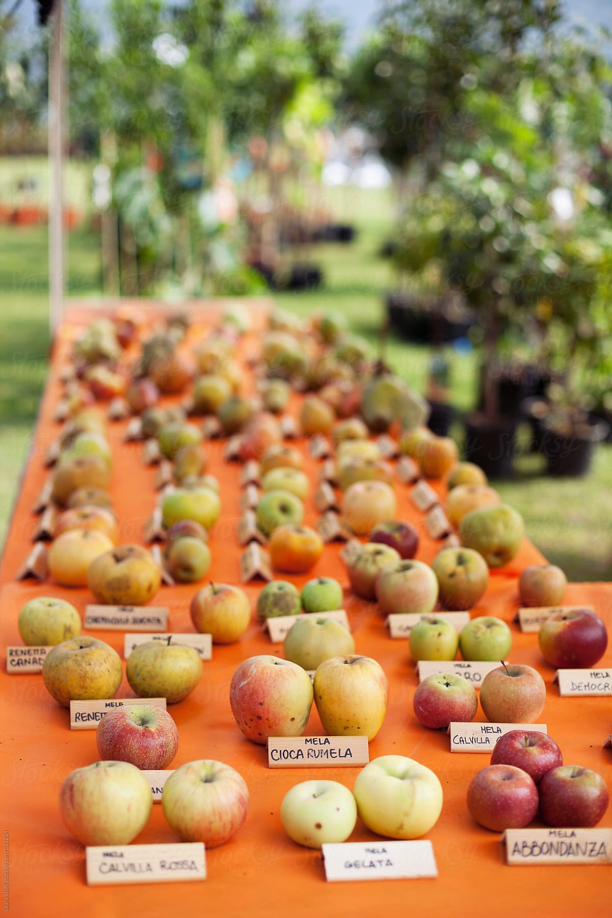 Italy, ancient fruit fair: table with many different kinds of ancient cultivar of apples