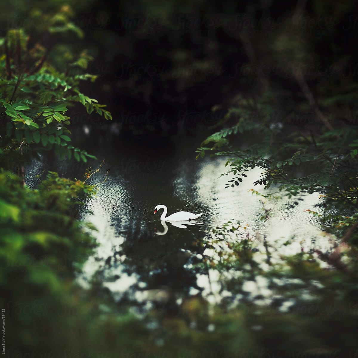 Adult white swan floating in placid river water seen through trees and shrubs