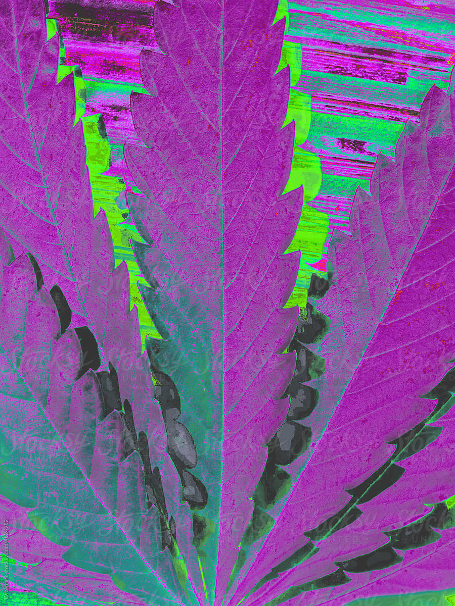 Purple marijuana, cannabis leaf background