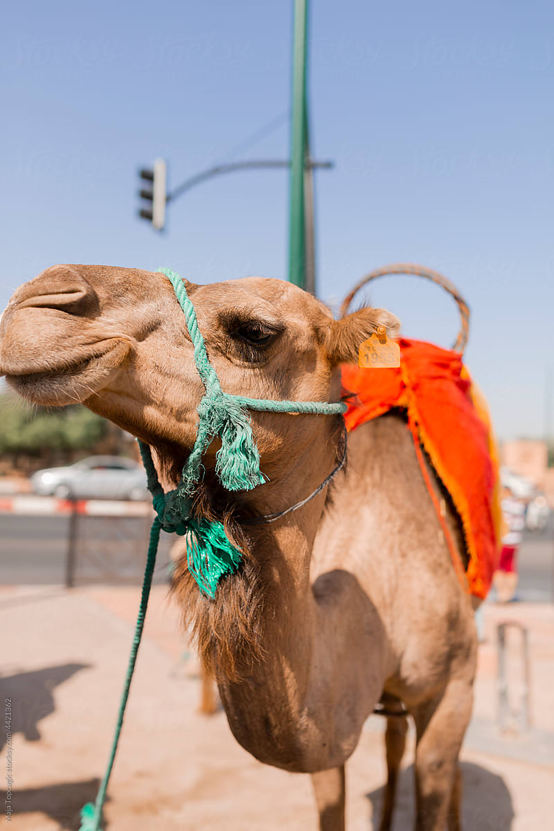 Camel on the streets of Marrakech