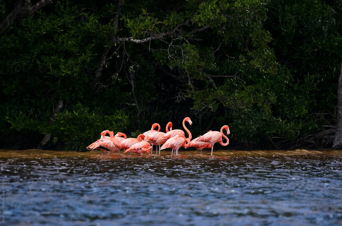 Pink flamingos standing in water