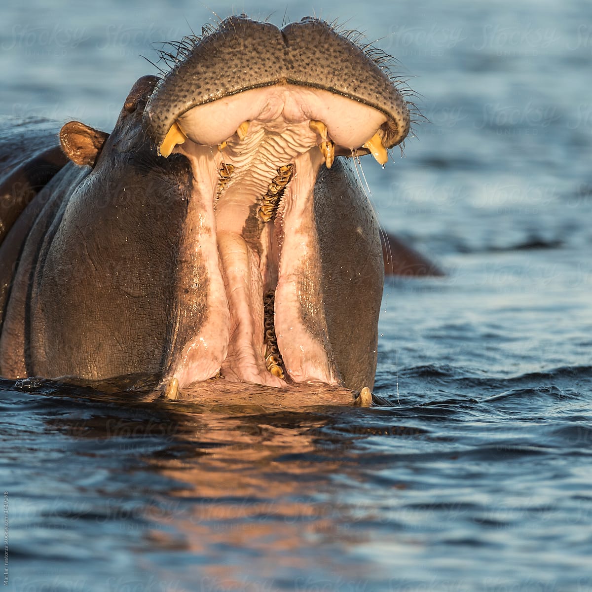 Mouth of hippo