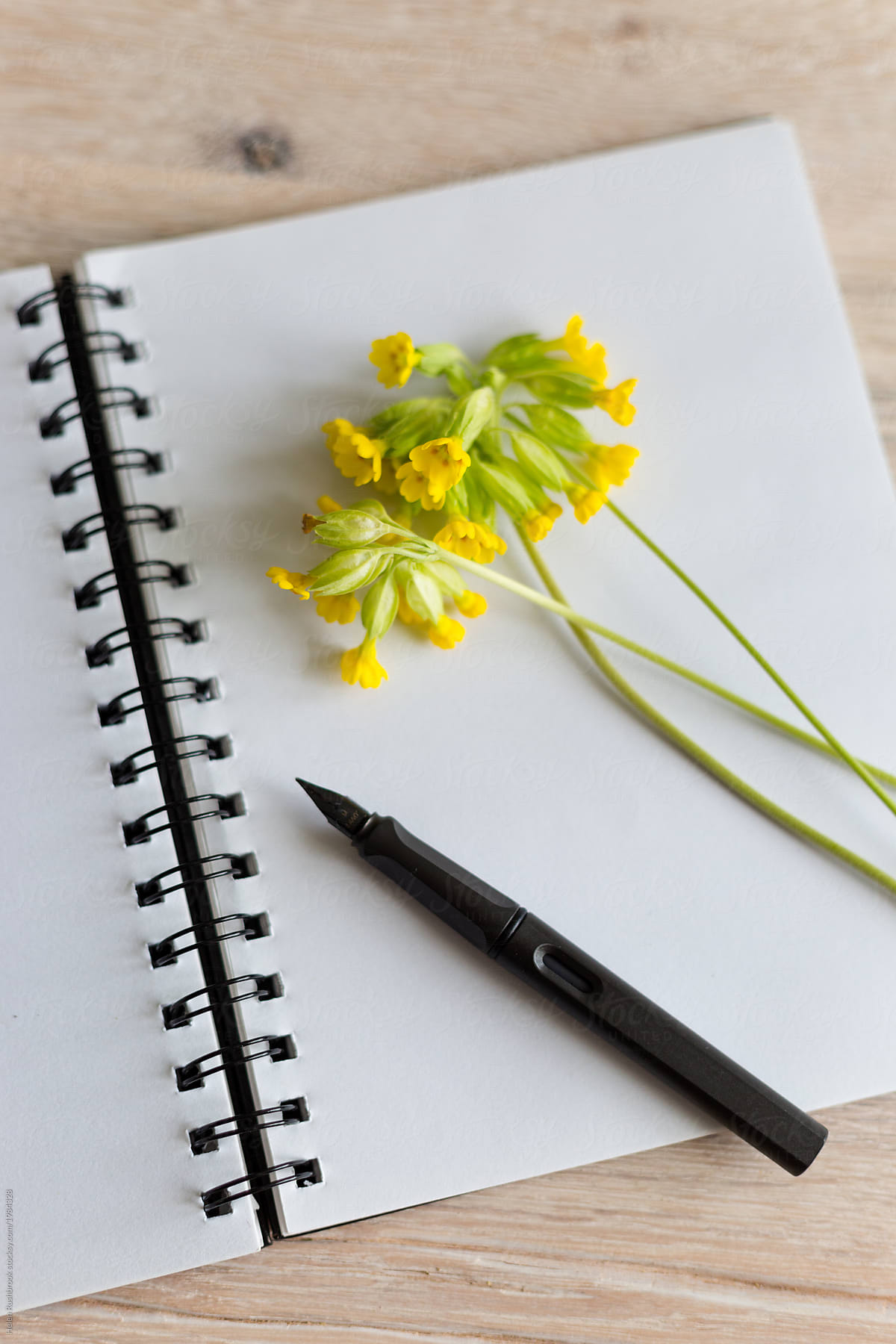A blank page of a notebook with cowslip flowers and a pen.