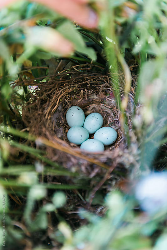 Birds nest with 5 blue eggs