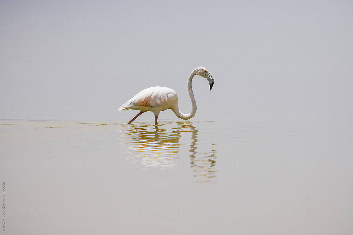Flamingo standing in lake