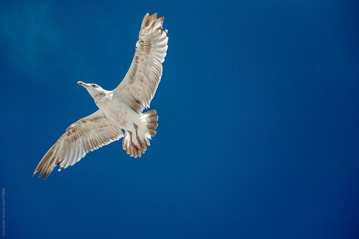 Gull flying across blue sky