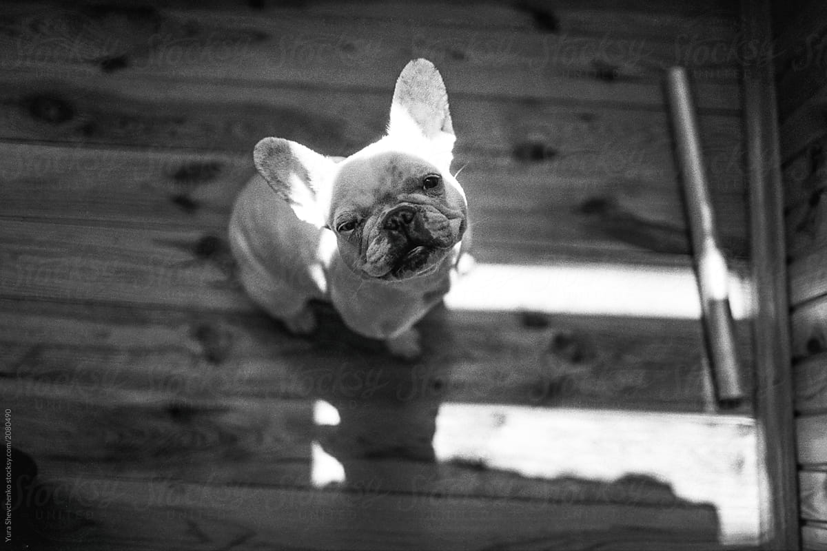 little french bulldog sitting and waiting for dinner