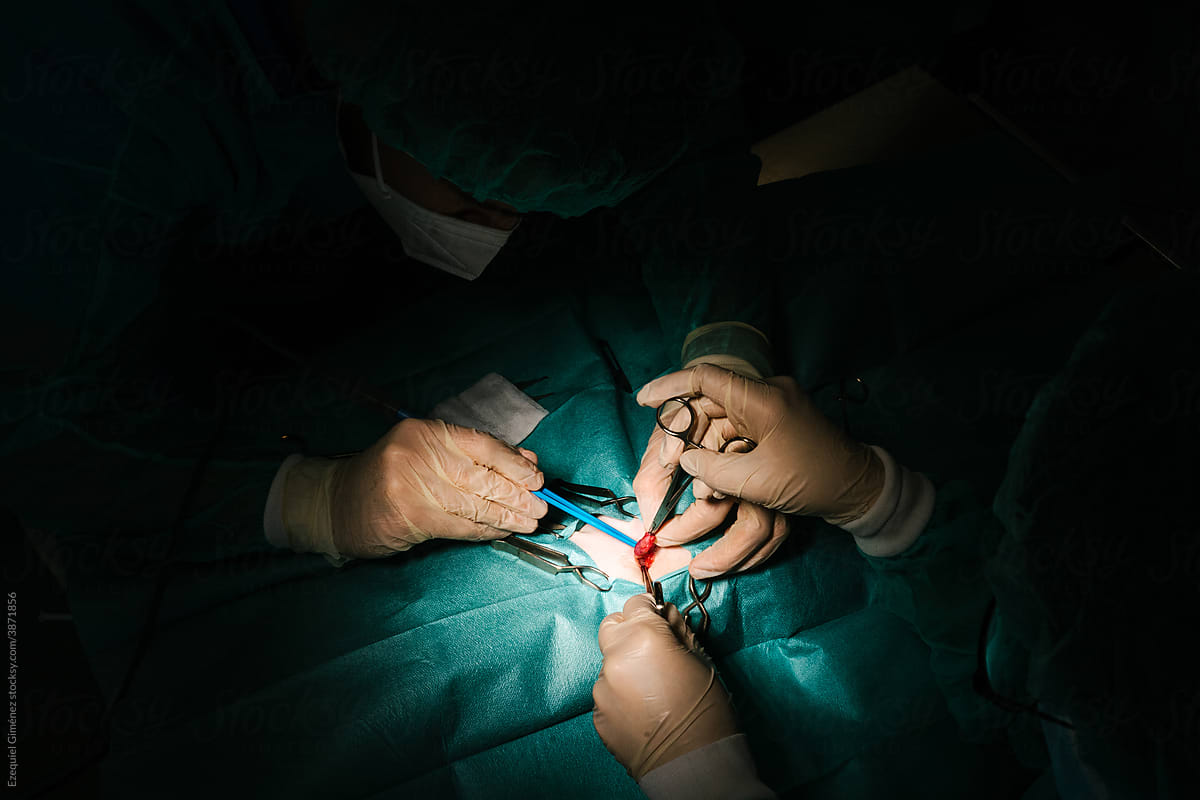 Hands of a veterinary surgeon operating