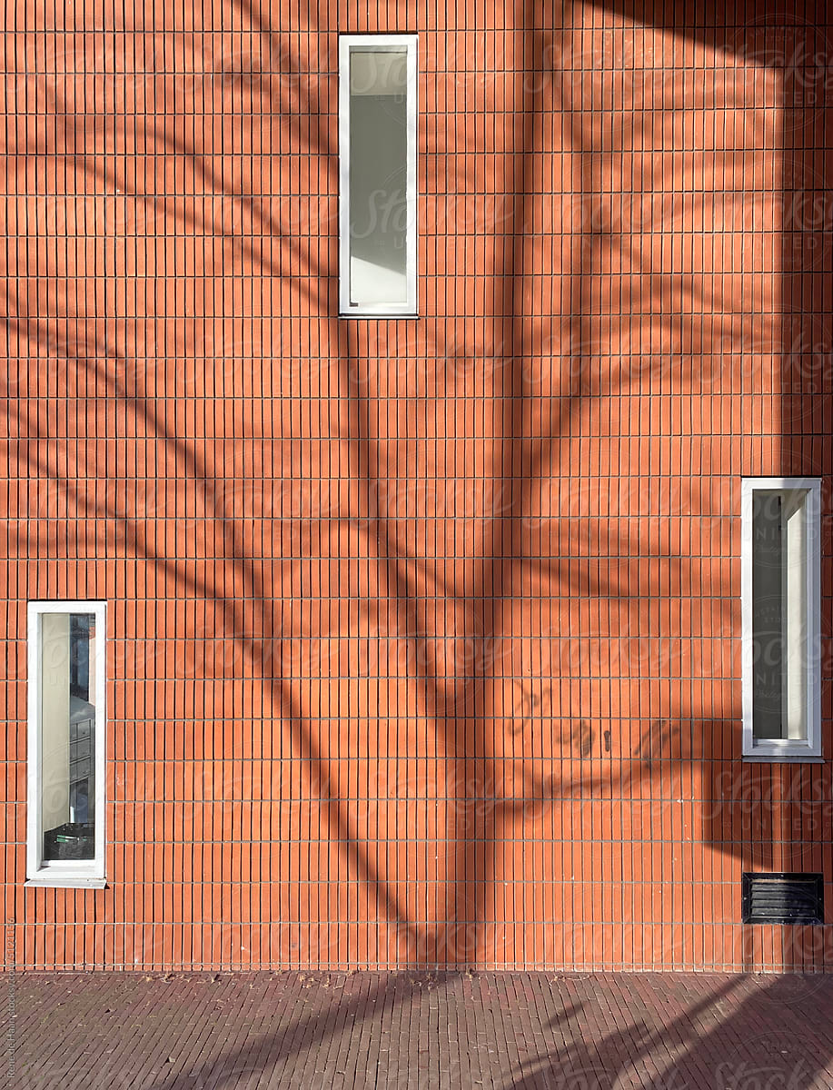wall with shadow of tree
