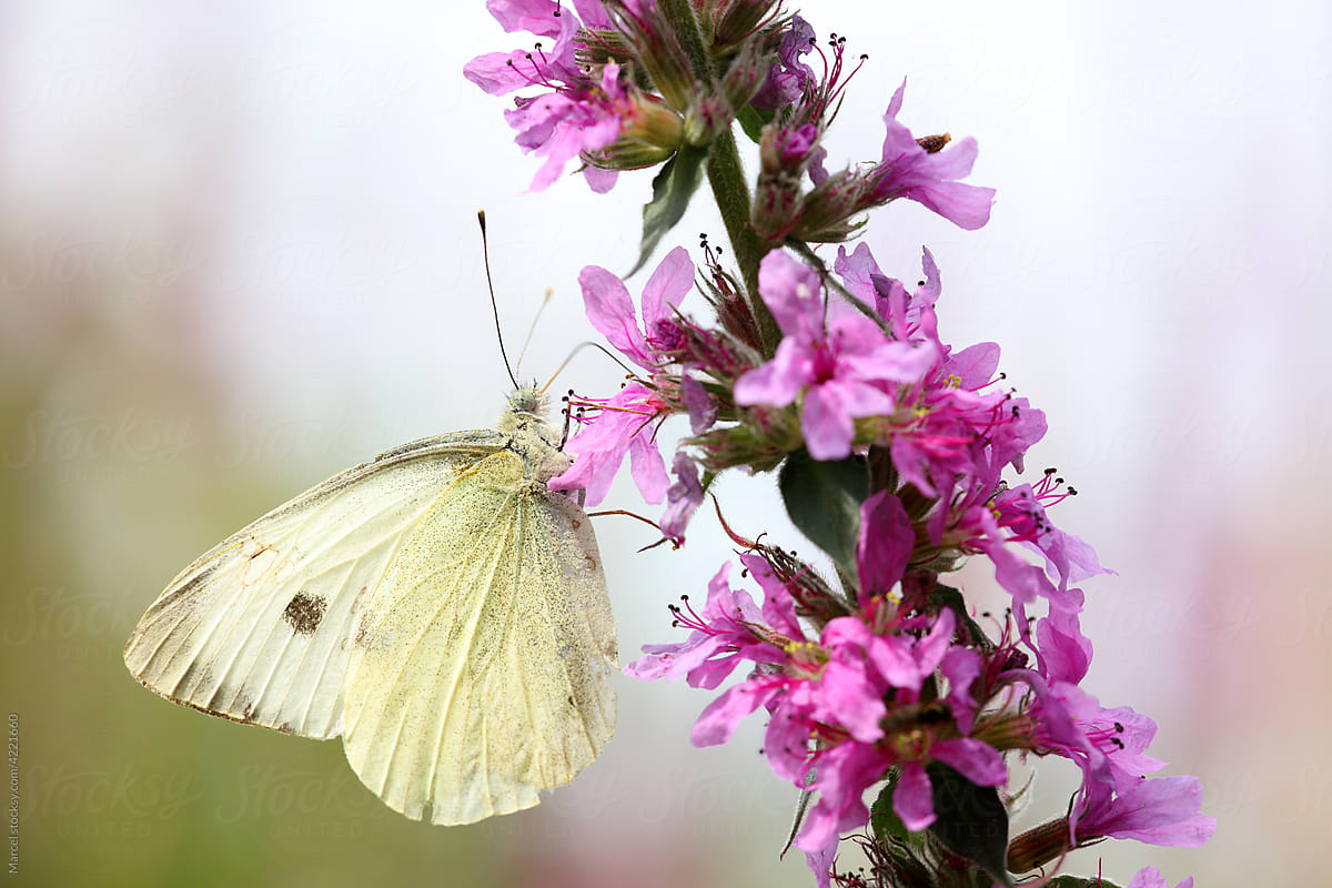 Cabbage white butterfly on purple loosestrife flower