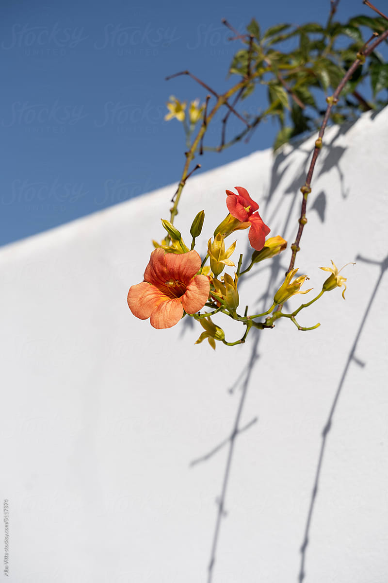 Flowers on wall