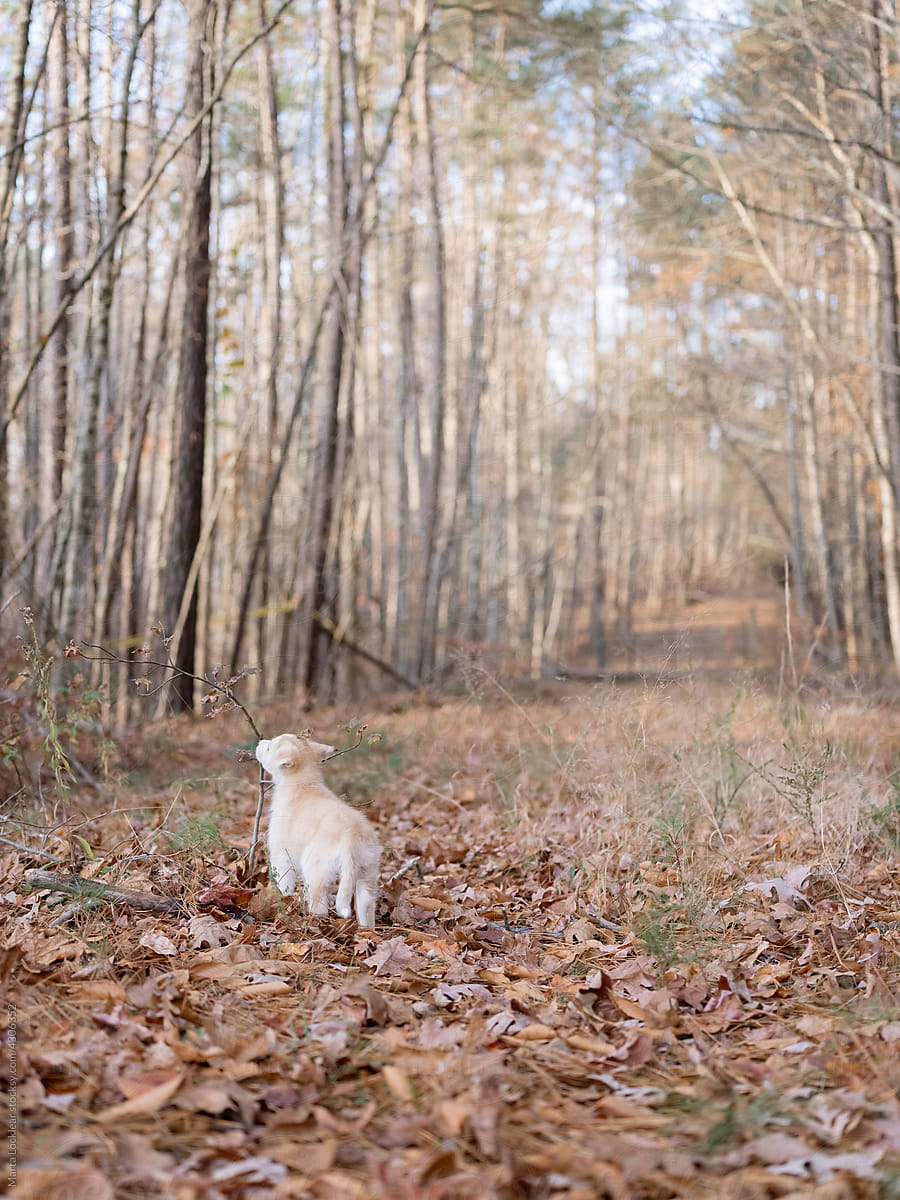 Young Husky German Shepherd Puppy in the Woods