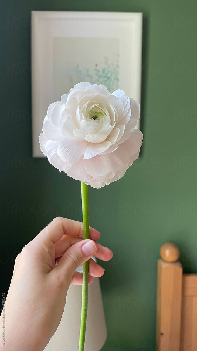 A hand with a ranunculus flower