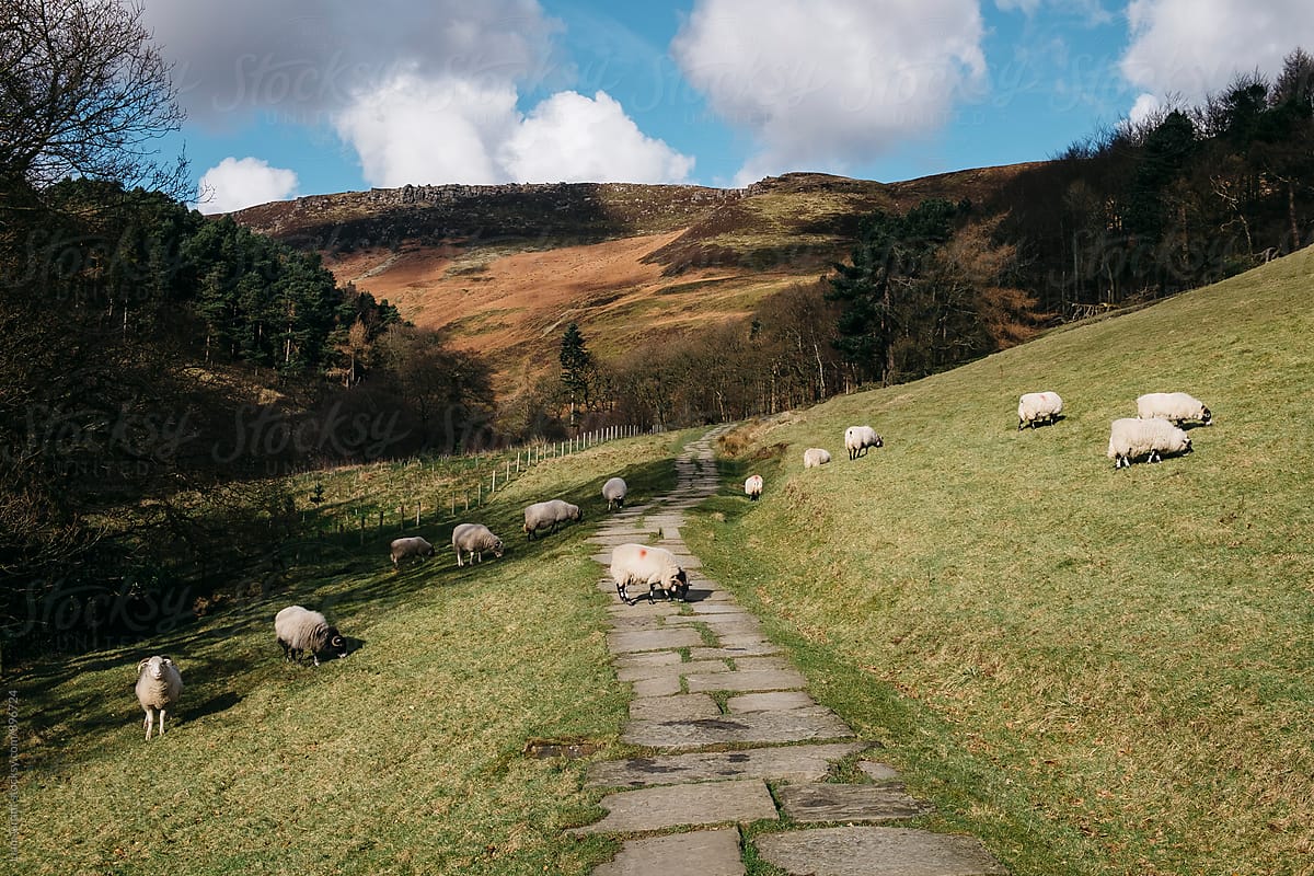 Stone footpath and grazing sheep. Edale, Derbyshire, UK.