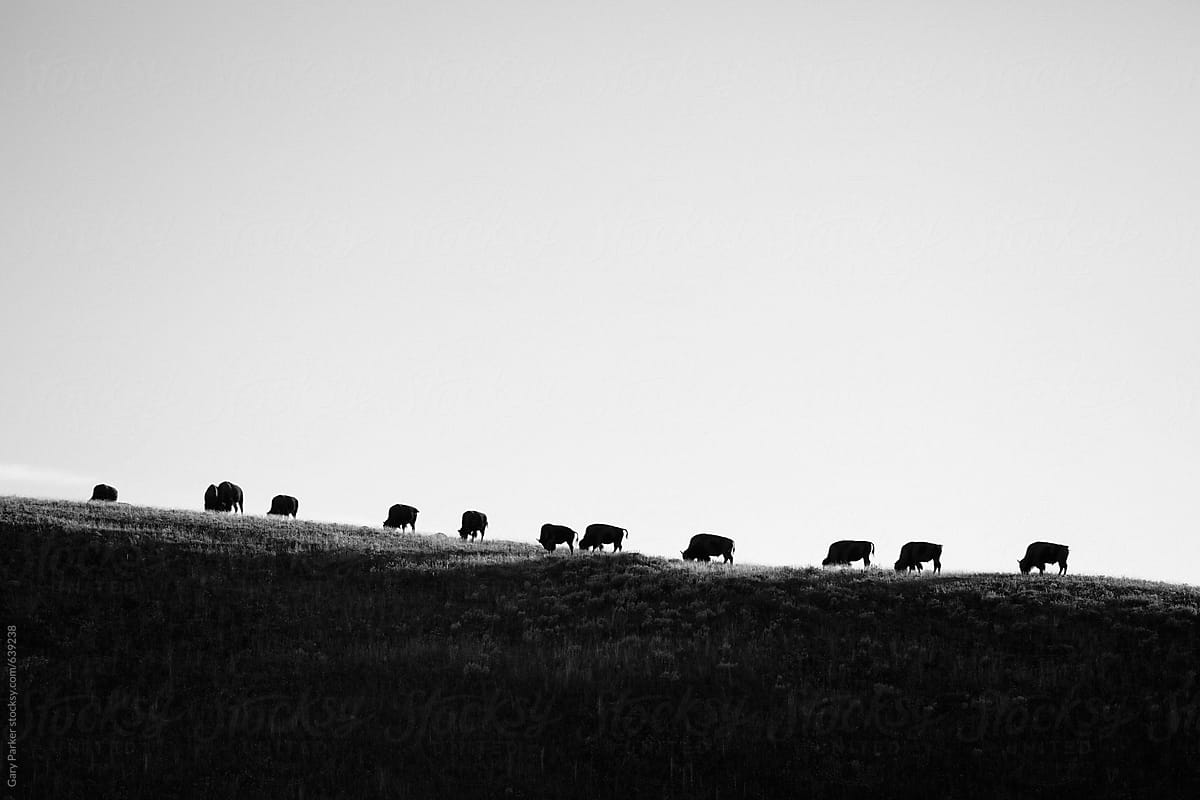 A line of bison migrating across a ridge in perfect formation