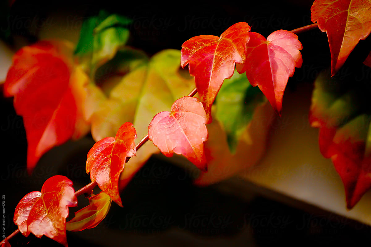Vibrant, Glossy, Red Boston Ivy Leaves