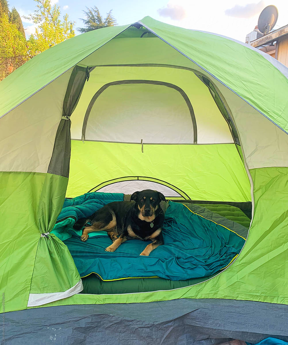 UGC Dog Camping in backyarf
