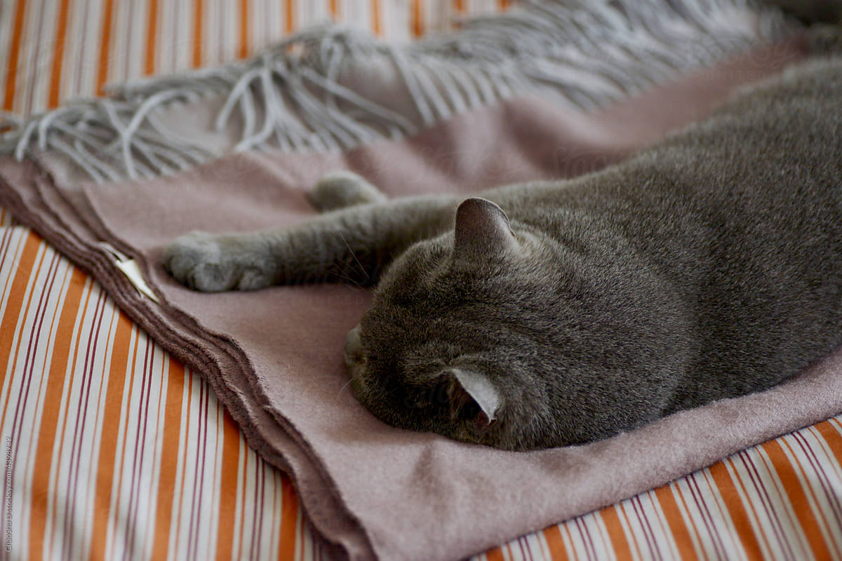 Closeup lazy cat sleeping on blanket