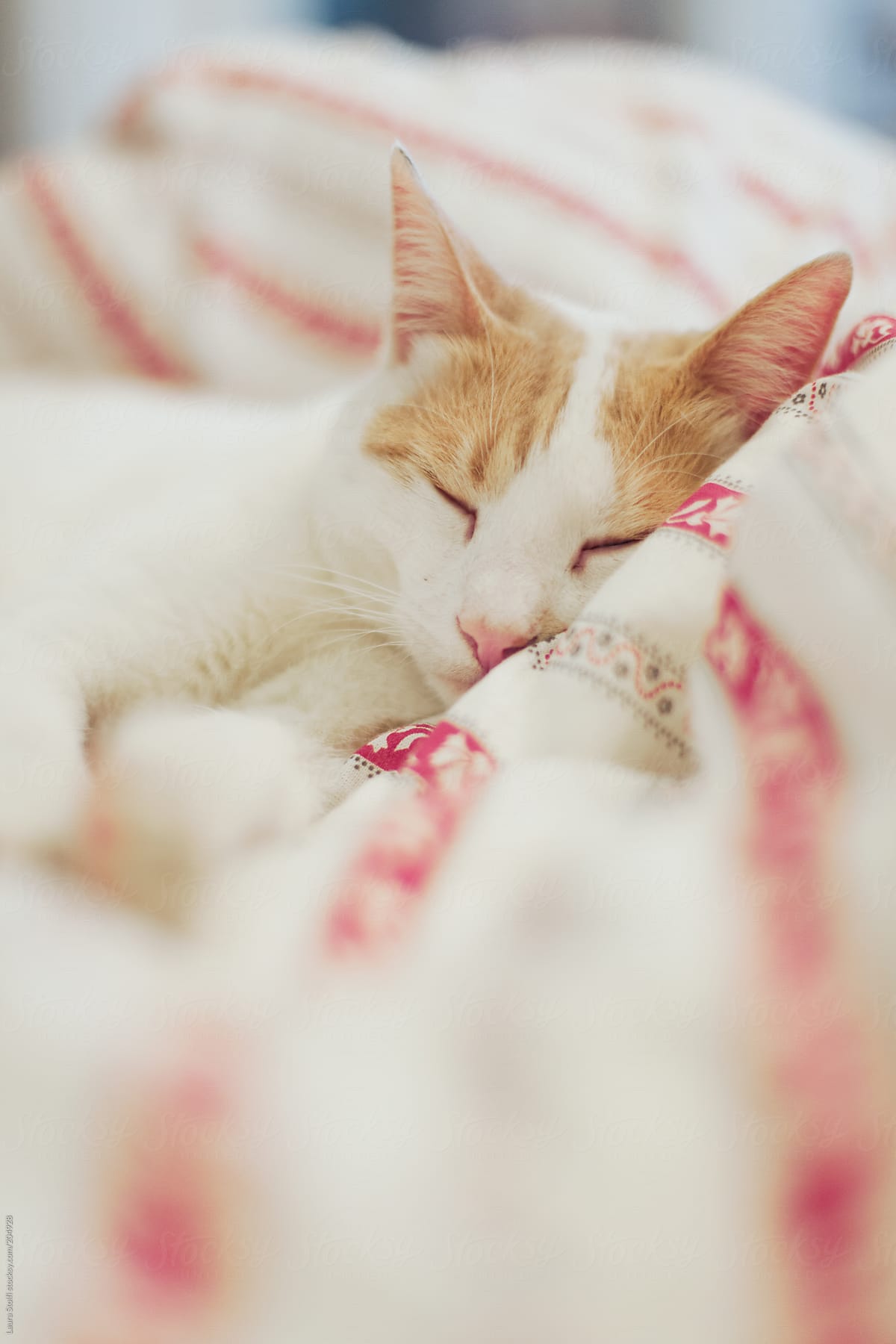 Red and white cat sleeps on bed with blissful eye