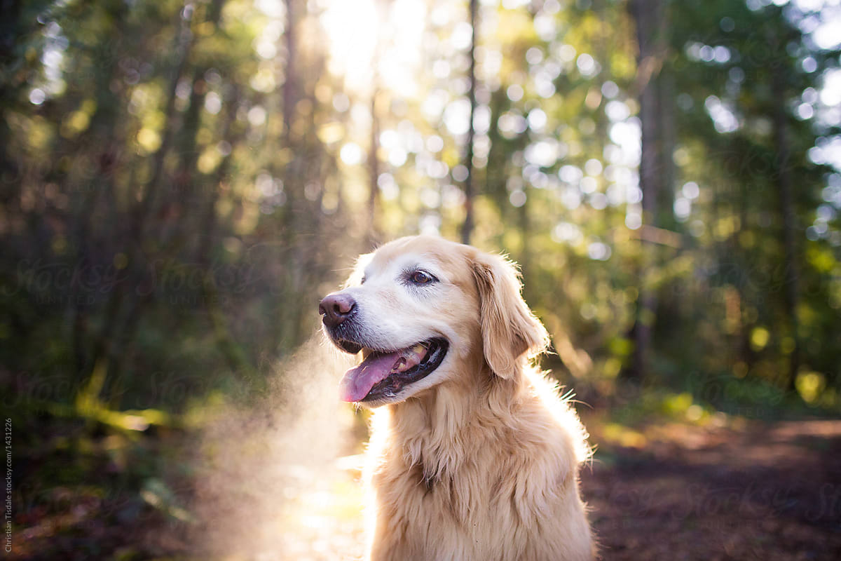 Golden retriever panting on a walk in the forest