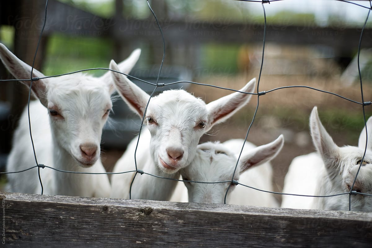 Row of young goats look through fence on a farm