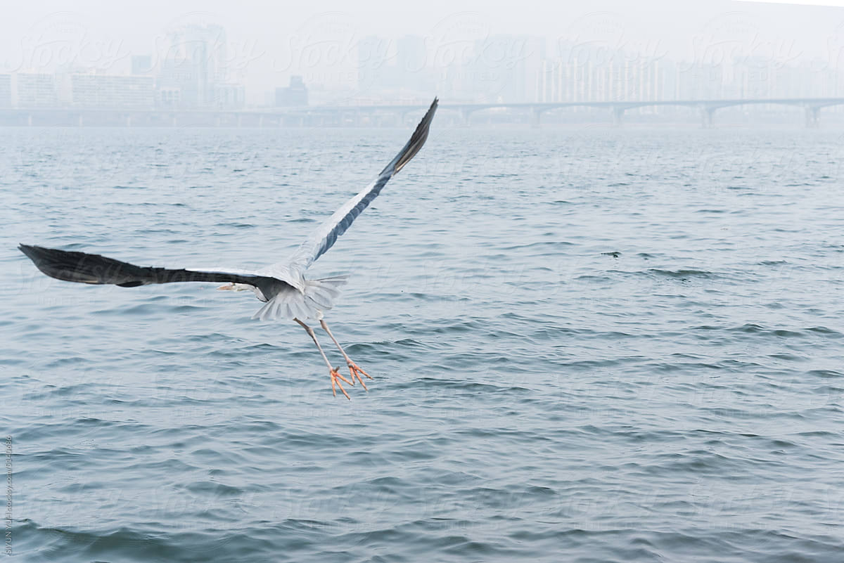 Gray heron and city in Han river, Seoul