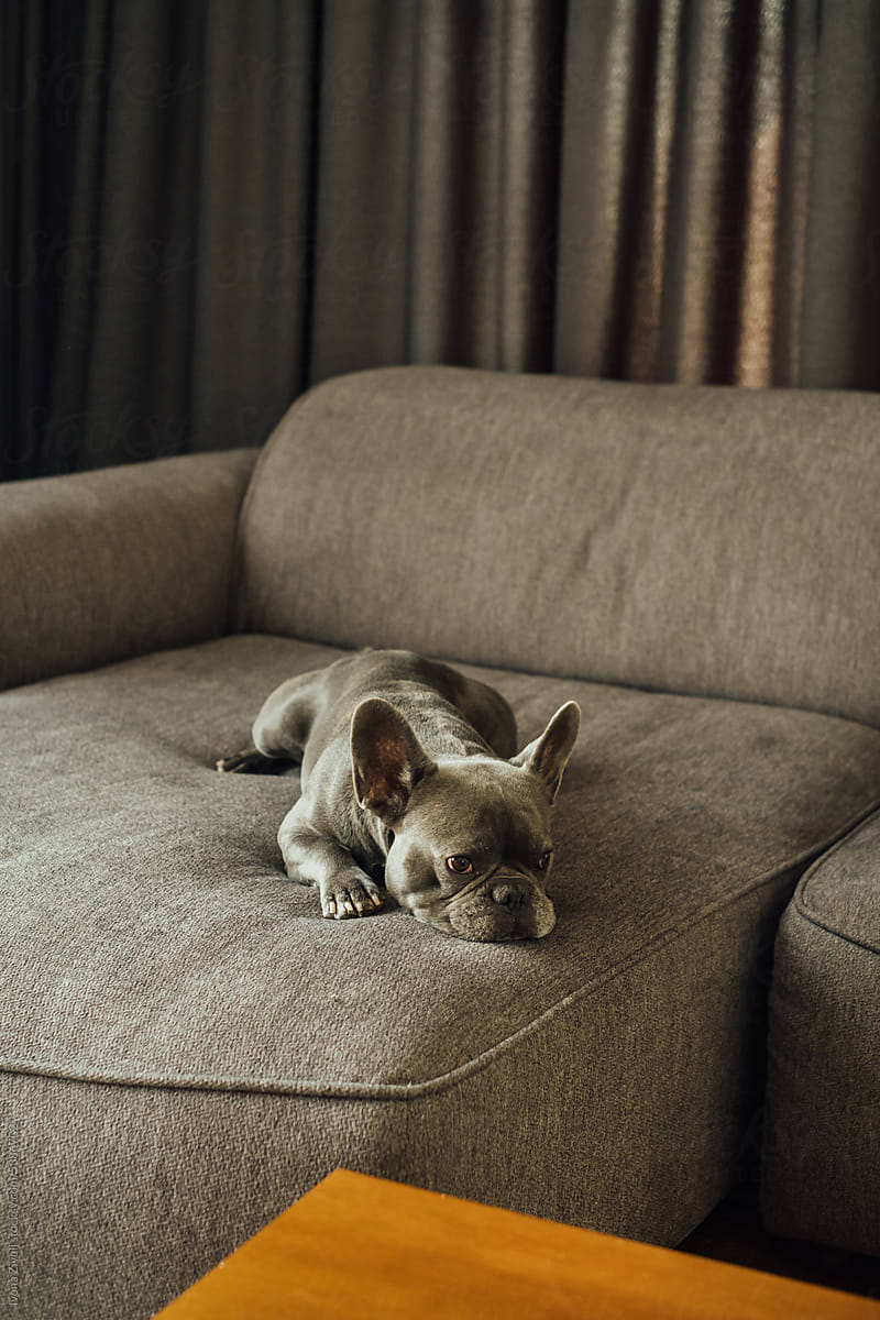 Dog Napping on Sofa